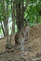 0785 Wildlife Habitat Port Douglas